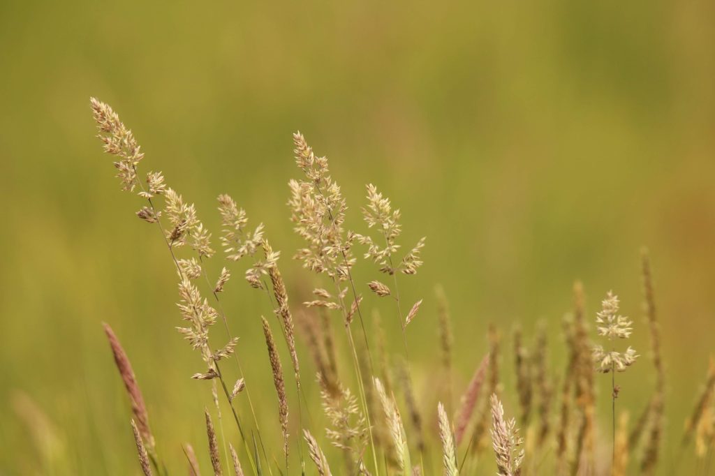 5 Reasons Why Japanese Wear Surgical Masks Asian Minato